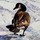 Last commented by Sharon Wadsworth-Smith