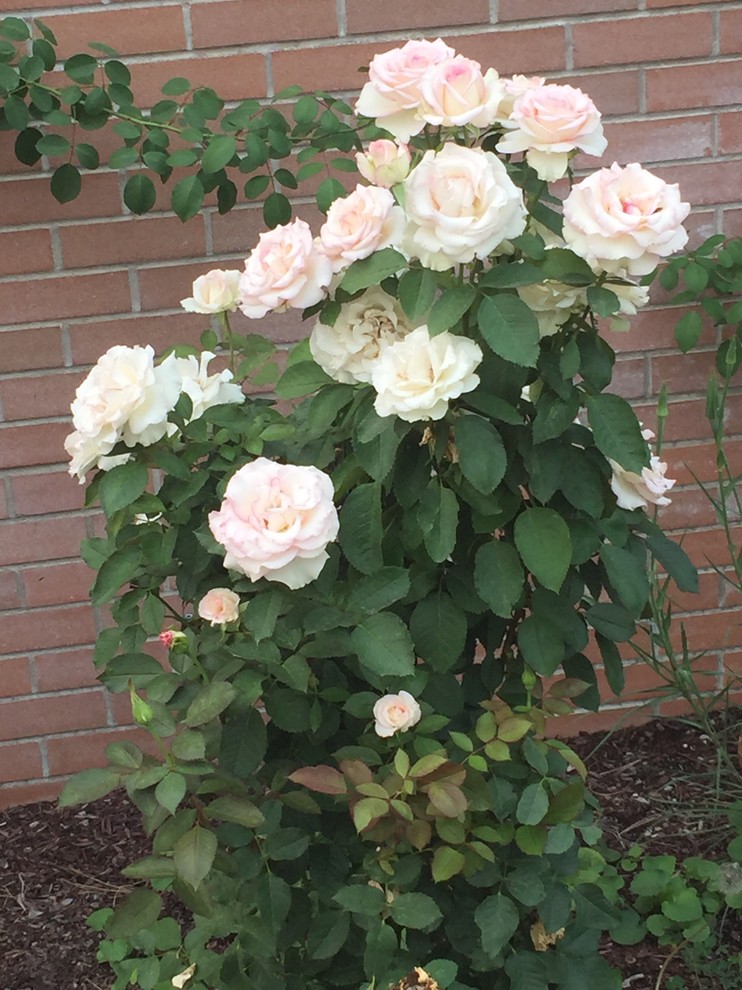 White Blush Roses White/blush rose?