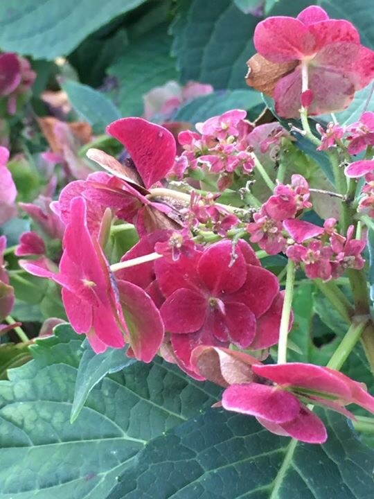Used a new Hydrangea this season- could become a favorite because of this amazin