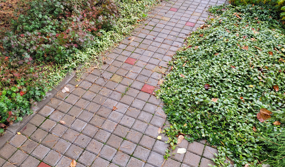 Коттеджный сад