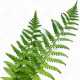 Hickory+Fern Design
