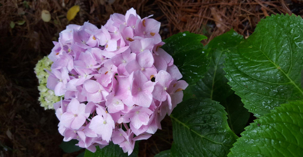 Inspiration for a transitional landscaping in Raleigh.