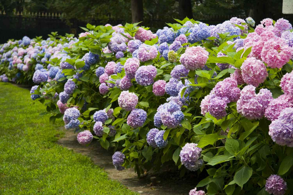 a variety of colored hydrangeas by Peter Atkins and Associates