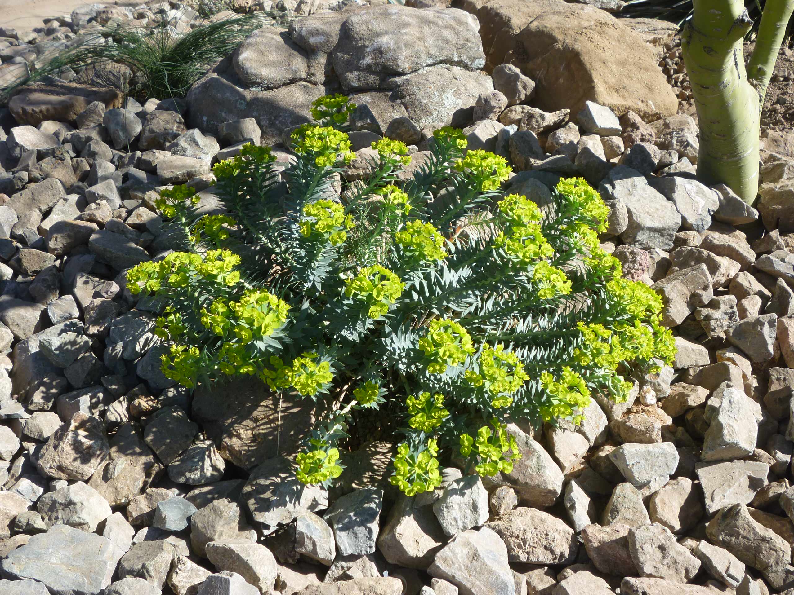 Euphorbia rigida_Gopher Plant