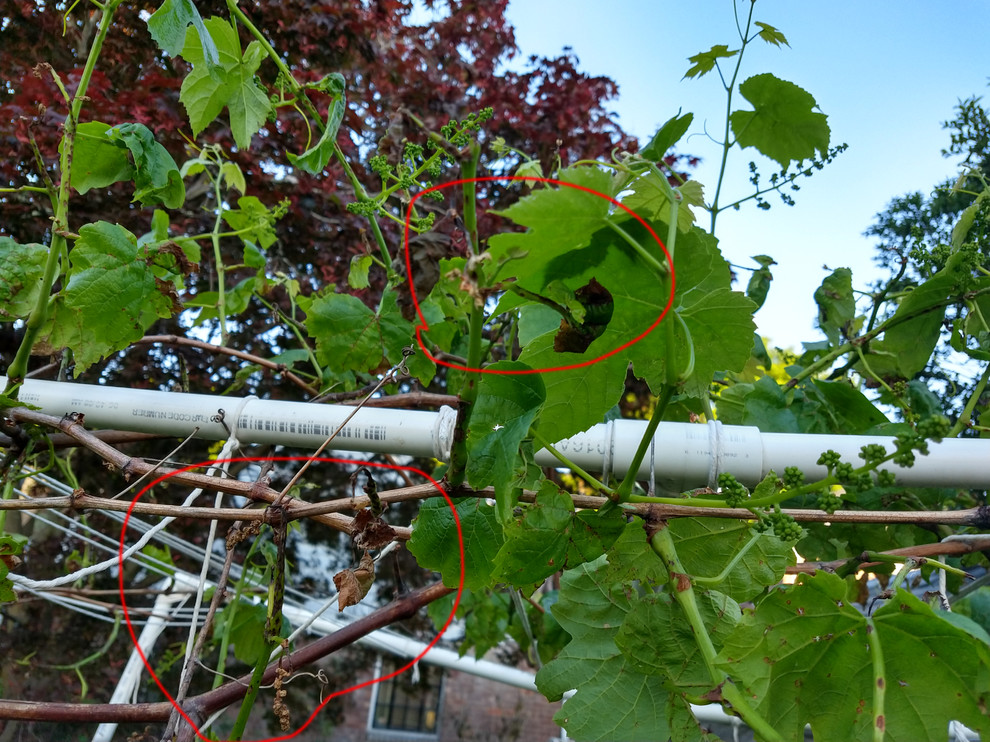 Why is my grape vine drying up?