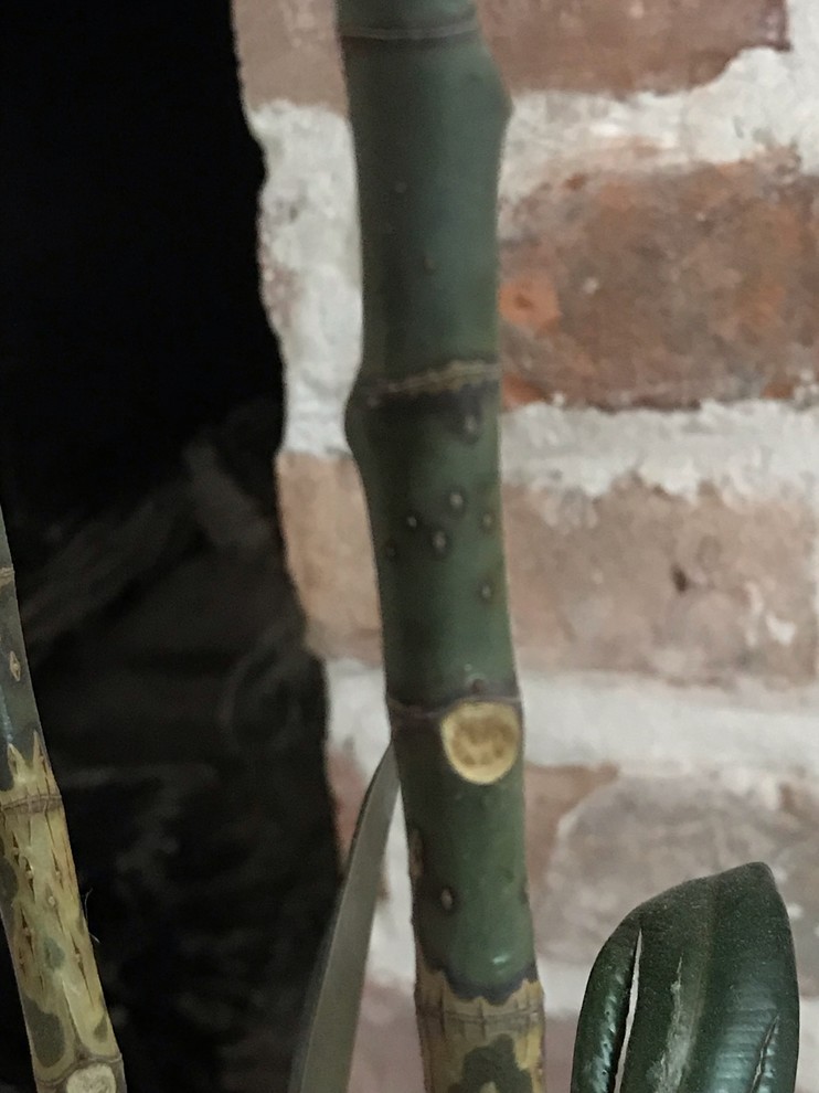 Scale Insects Rubber Tree