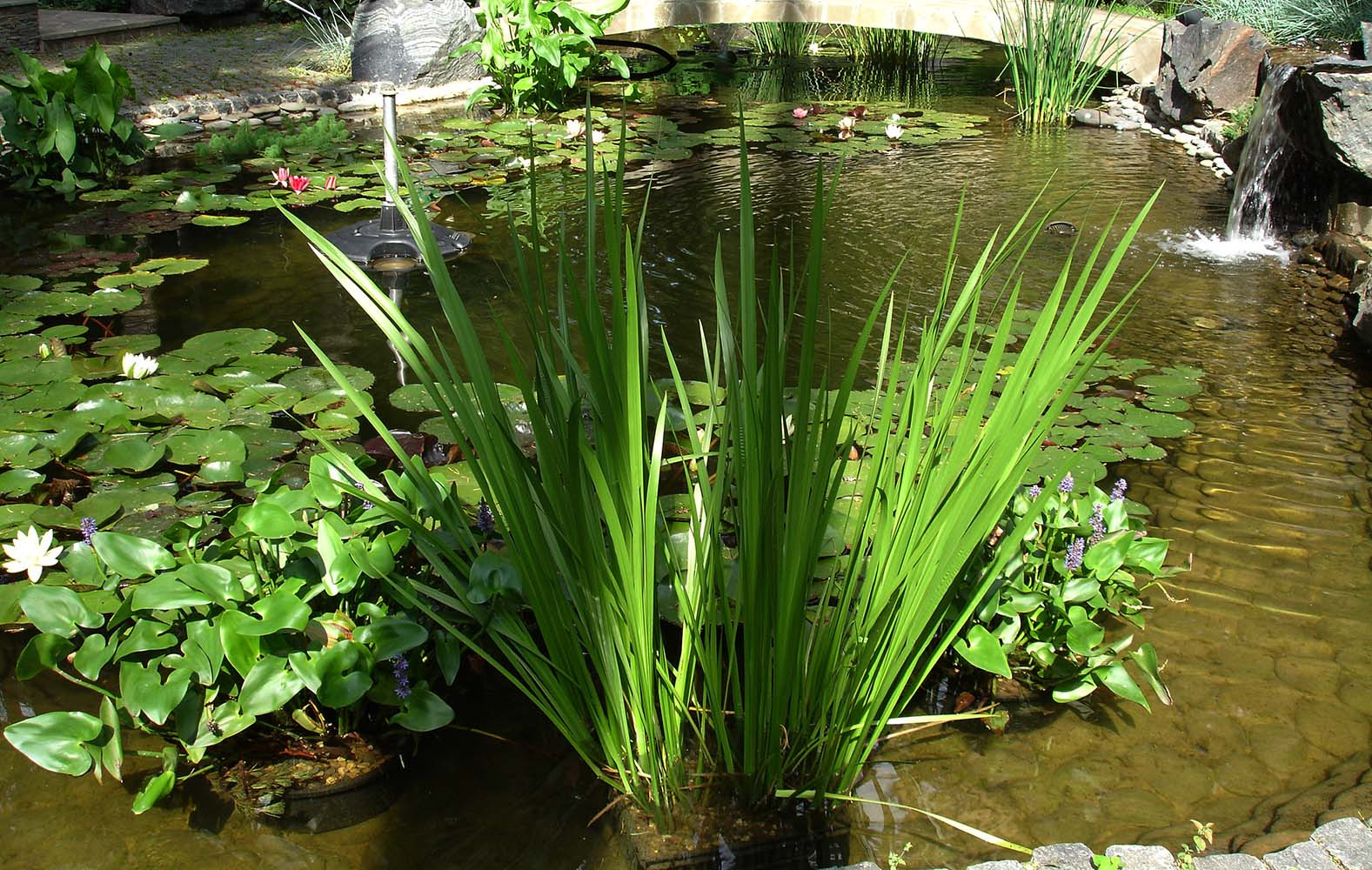 Сад с водоемом в КП " Сосновый Бор"