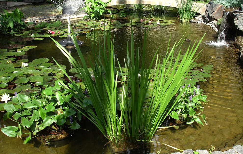 Сад с водоемом в КП " Сосновый Бор"
