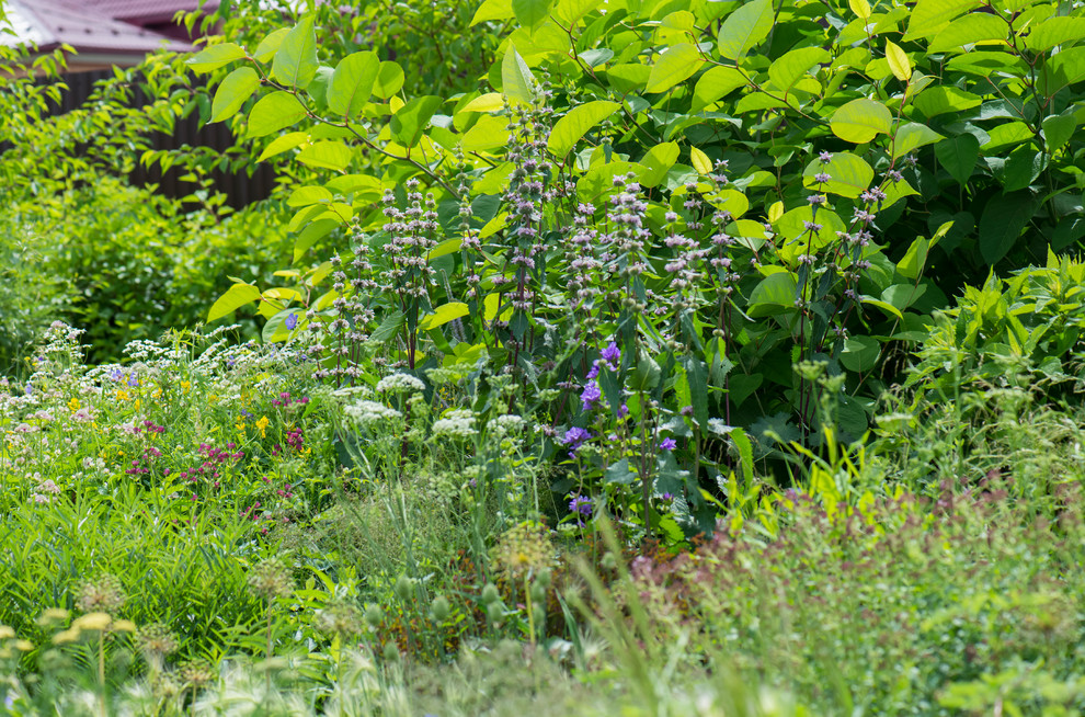 Цветник в  природном стиле  (" New Perennials"  или "Новая волна")