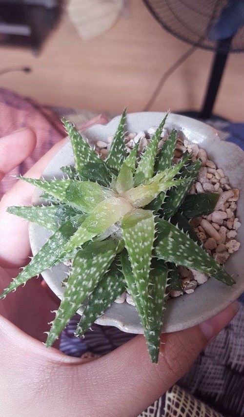 Over watering problem: can I still revive my aloe vera?