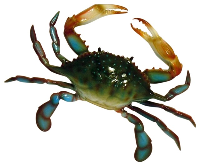 Large Replica Maryland Blue Crab Beach House Wall Decor Large Replica Maryland Blue Crab Beach House Wall Decor