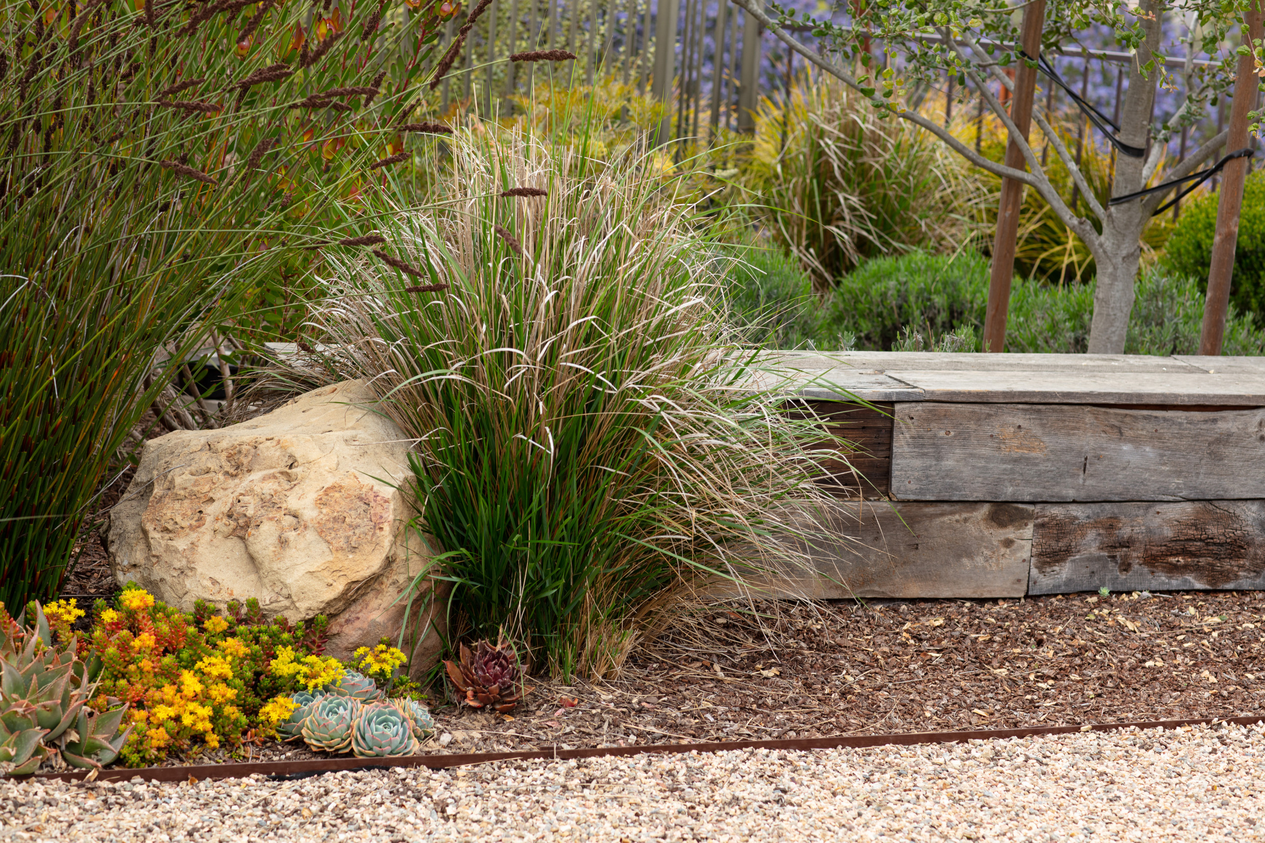Trilogy Landscape and Outdoor Kitchen