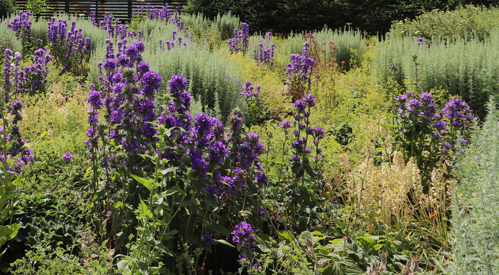 сад у стен цвета кладонии