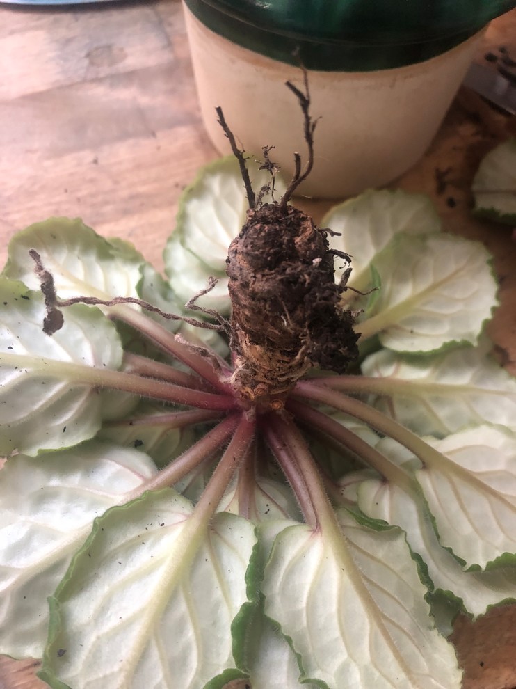 Repotting Ranunculus Help with repotting