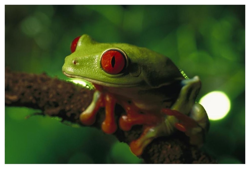 frog 62 green