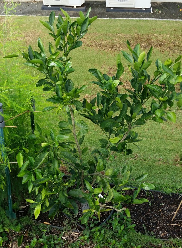 How to Prune Satsuma Tree