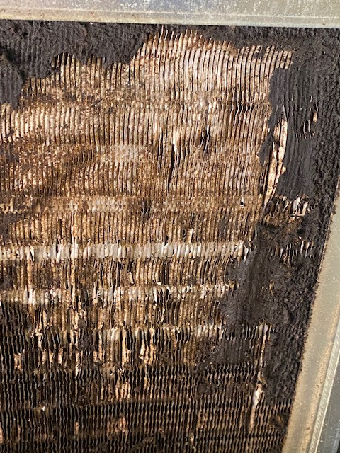 AC Coil Filthy Cleaned