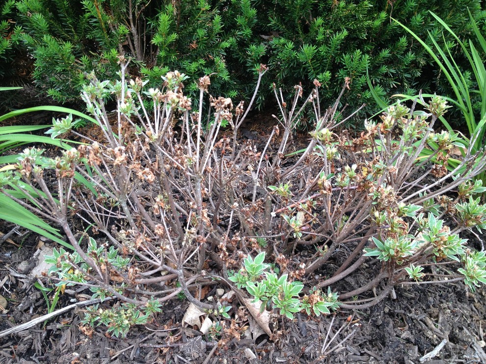 Is this azalea dead or dying?