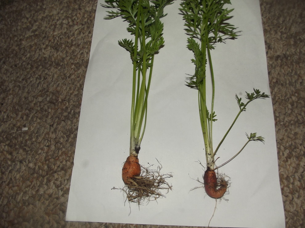 carrot fail