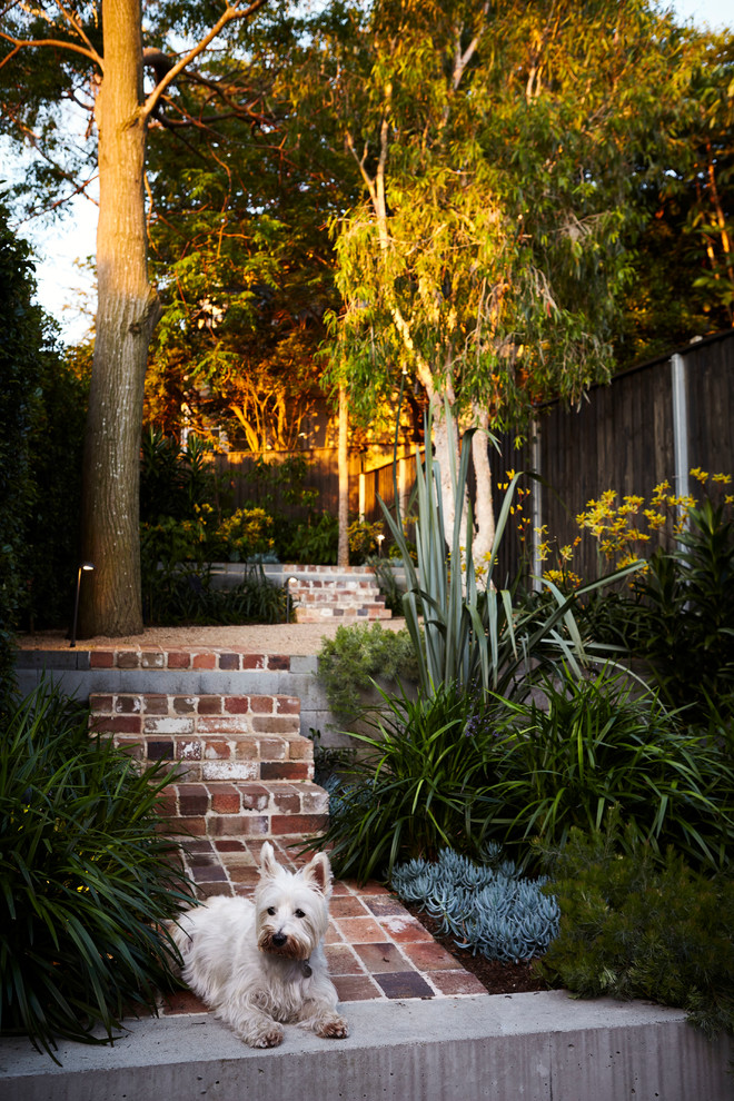 Australian native contemporary backyard xeriscape in Sydney with brick pavers for spring.