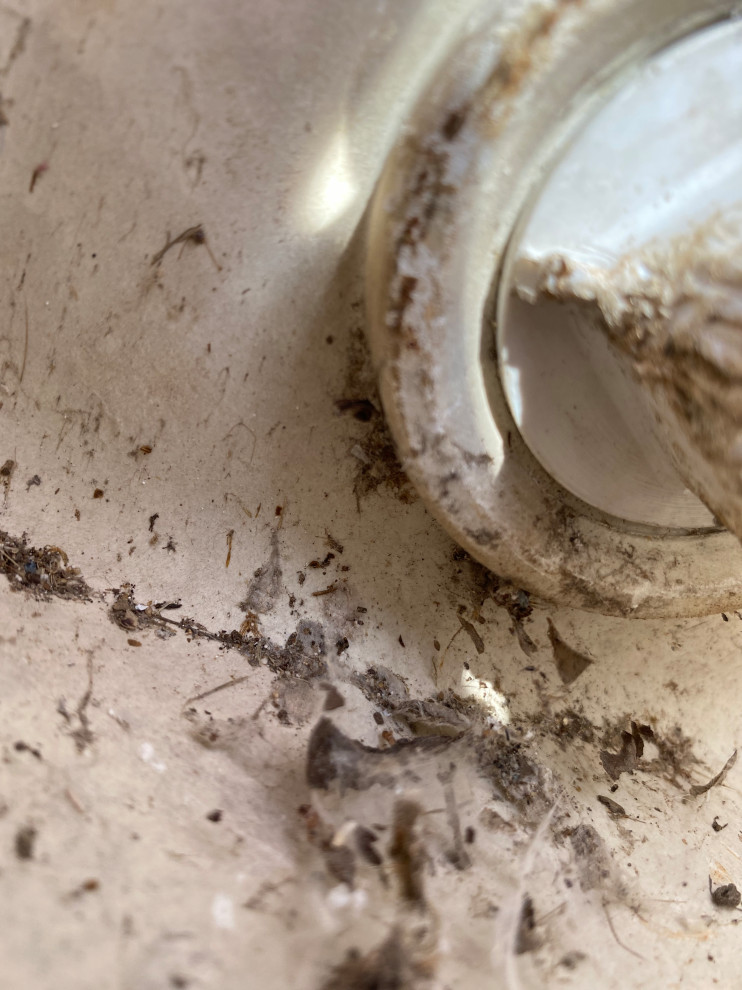 Can Someone please help me with how to get this drain Plug out?