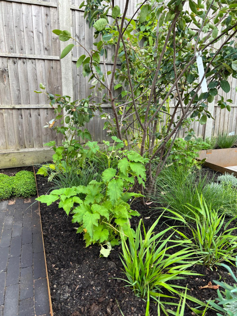 Newly planted contemporary-garden