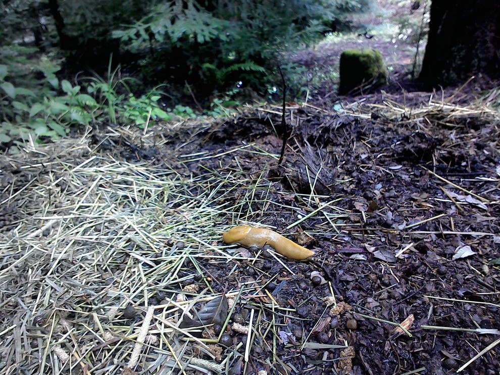 Are mosquitoes attracted to compost?