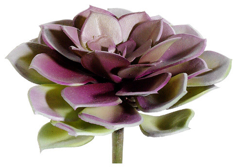 Silk Plants Direct Echeveria Pick, Pack of 12, Purple Green