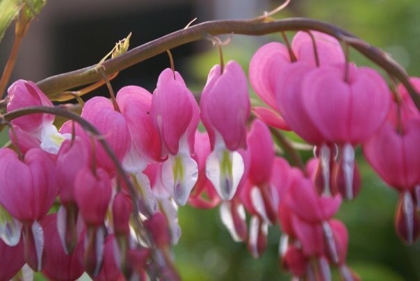 Nothing says spring like bleeding hearts