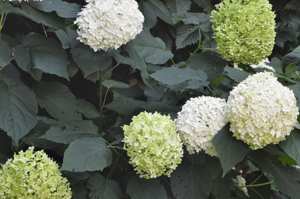 кп "Успенские дачи" - Уход за садом - 100% качество!