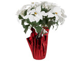 22 White Artificial Christmas Poinsettia Flowers With Red Wrapped Base -  Modern - Artificial Plants And Trees - by Northlight Seasonal