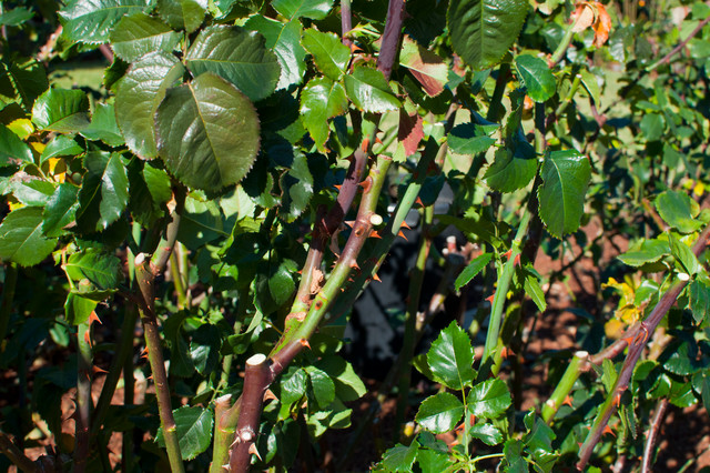 013.Rose Pruning Tips 