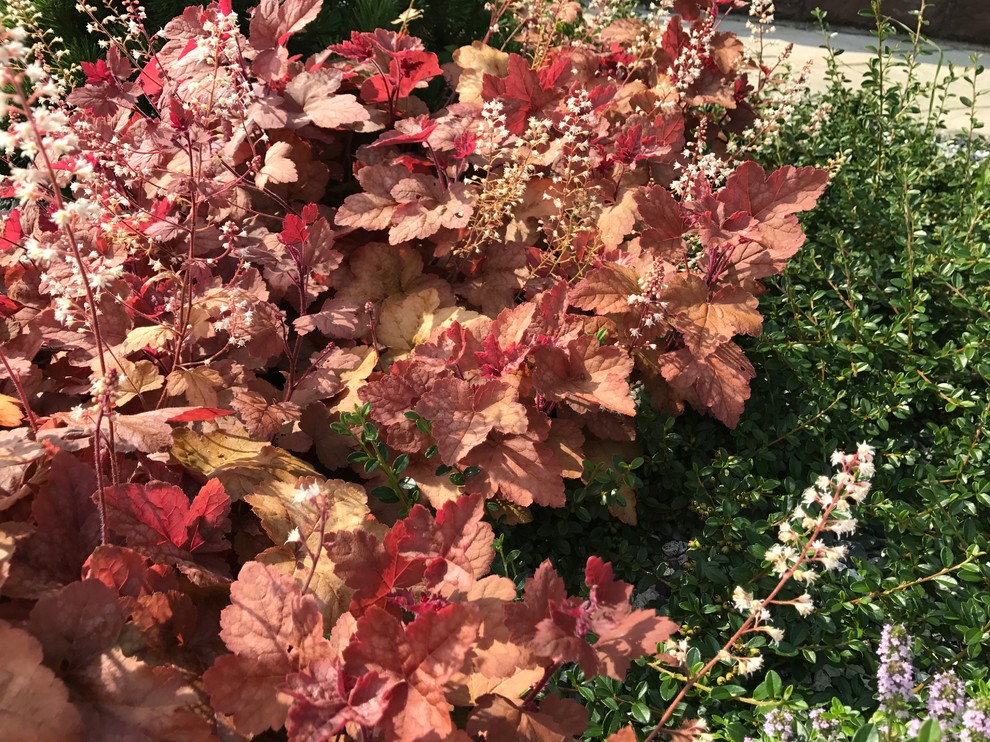 Легкий фьюжн 0.25 га