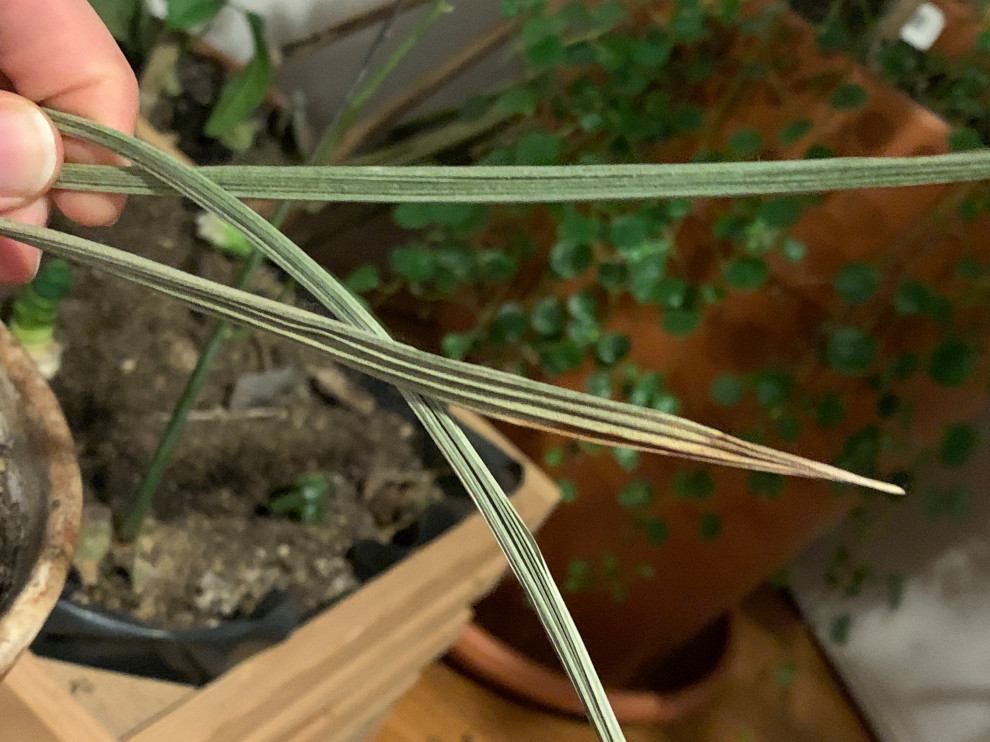 Why are my date palm plants drying out and getting white?