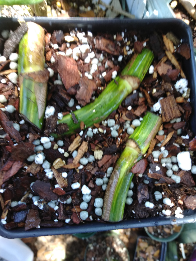 Propagating monstera from leafless stem cuttings | Houzz Forum