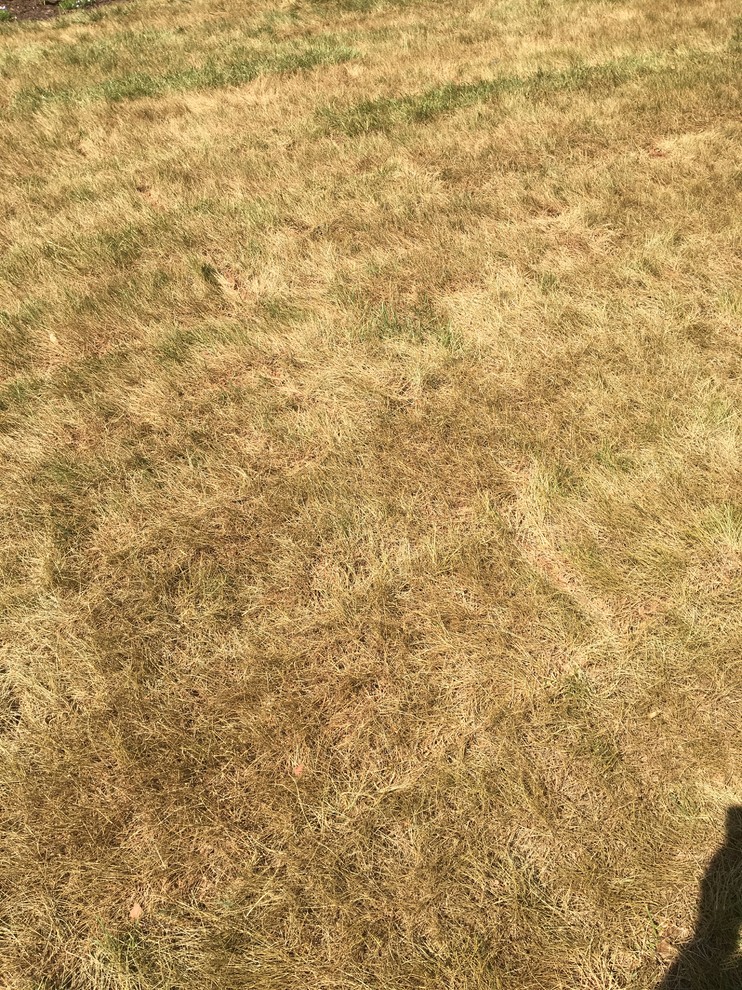 New tall fescue sod turning brown in VA