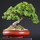 Last commented by ZeBonsai Kers