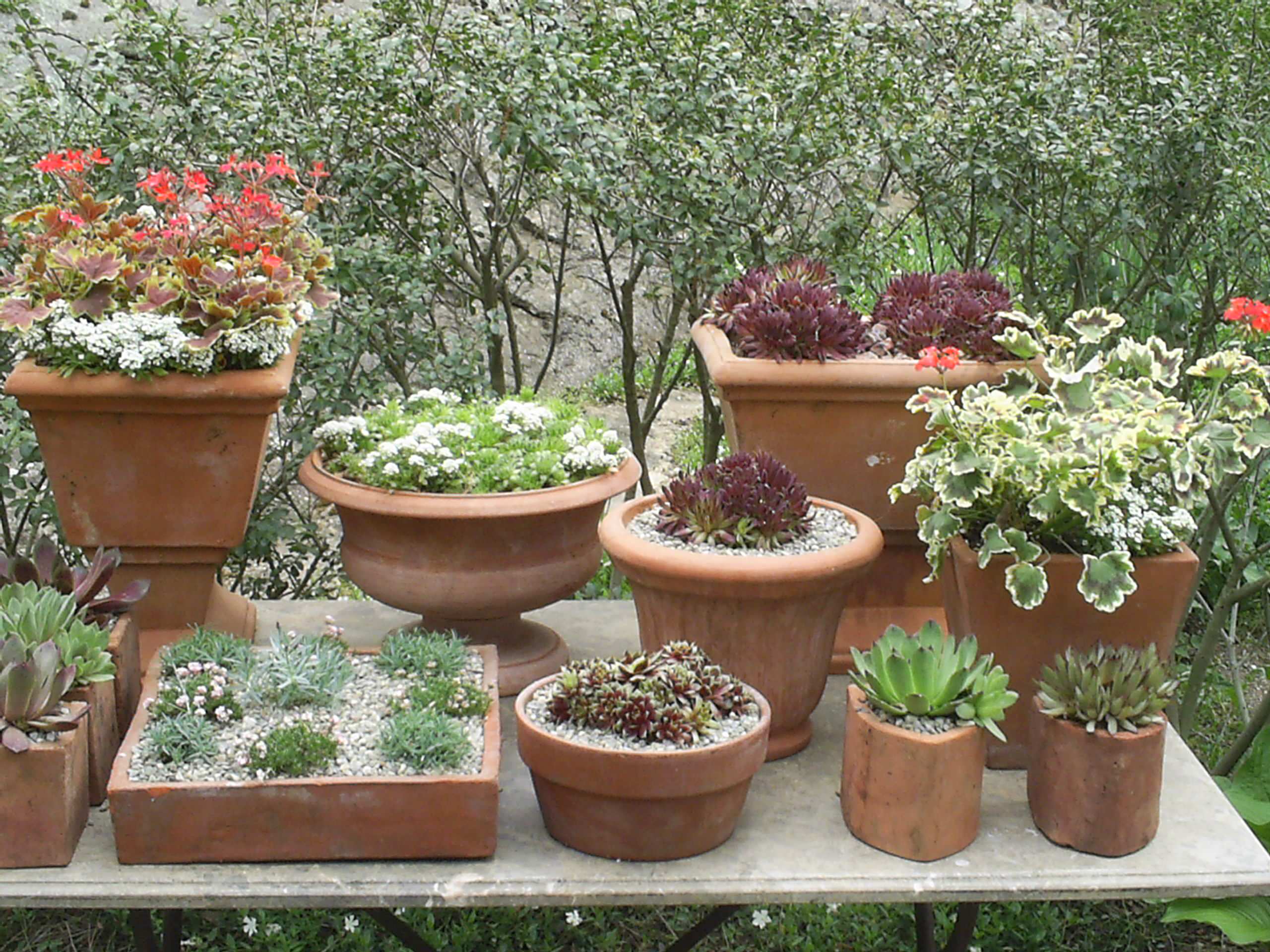 Container Gardens, Planters, Urns, Window Boxes