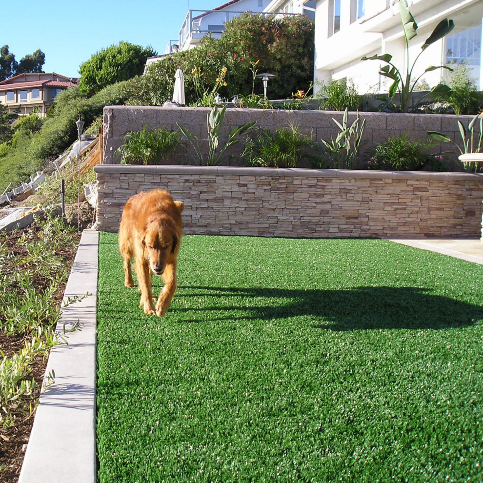 Design ideas for a medium sized contemporary back xeriscape partial sun garden for spring in San Francisco.