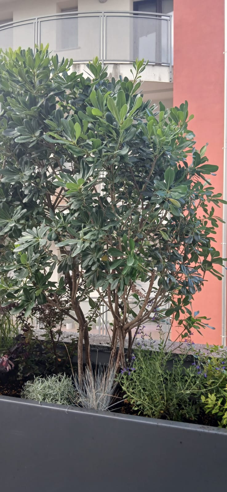 Realizzazione Terrazza dai sapori mediterranei