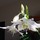 Last commented by jackied164 z6 MA
