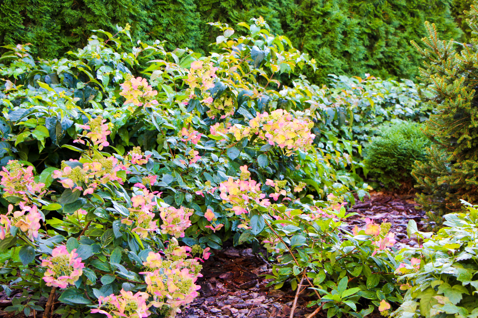 Павлово-2, 2015 г.