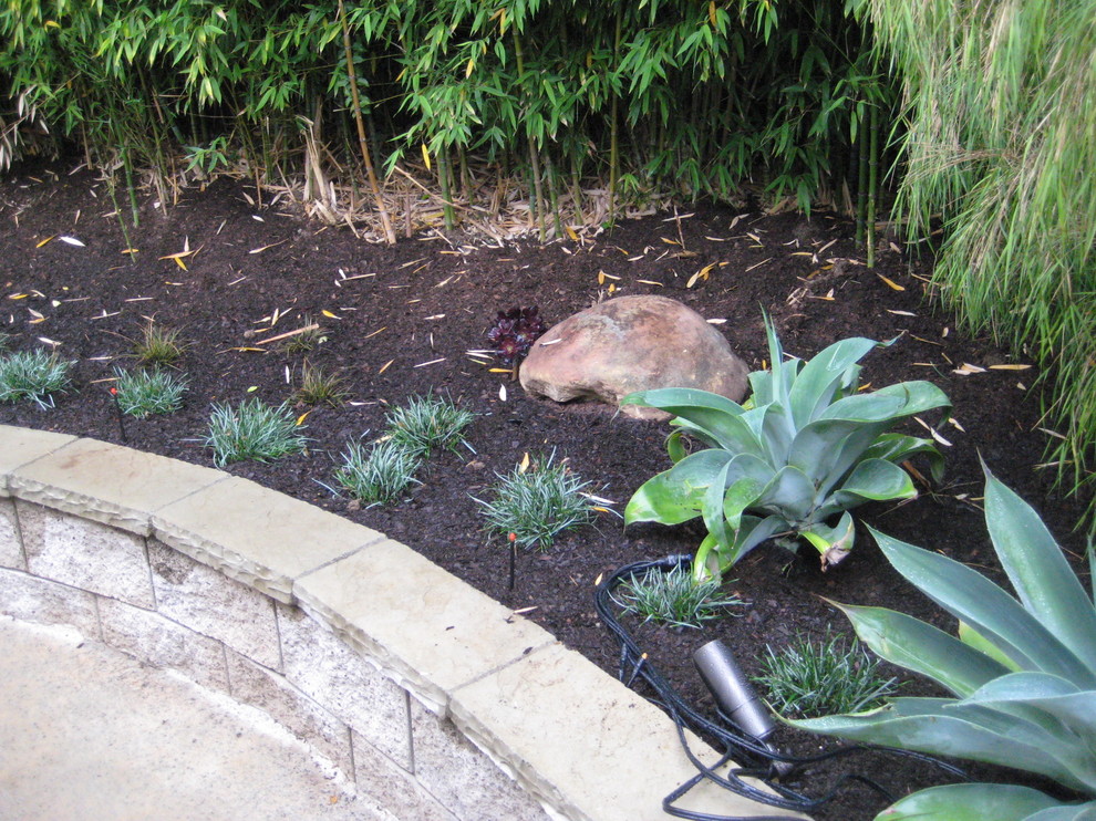 This is an example of a modern garden in San Luis Obispo.