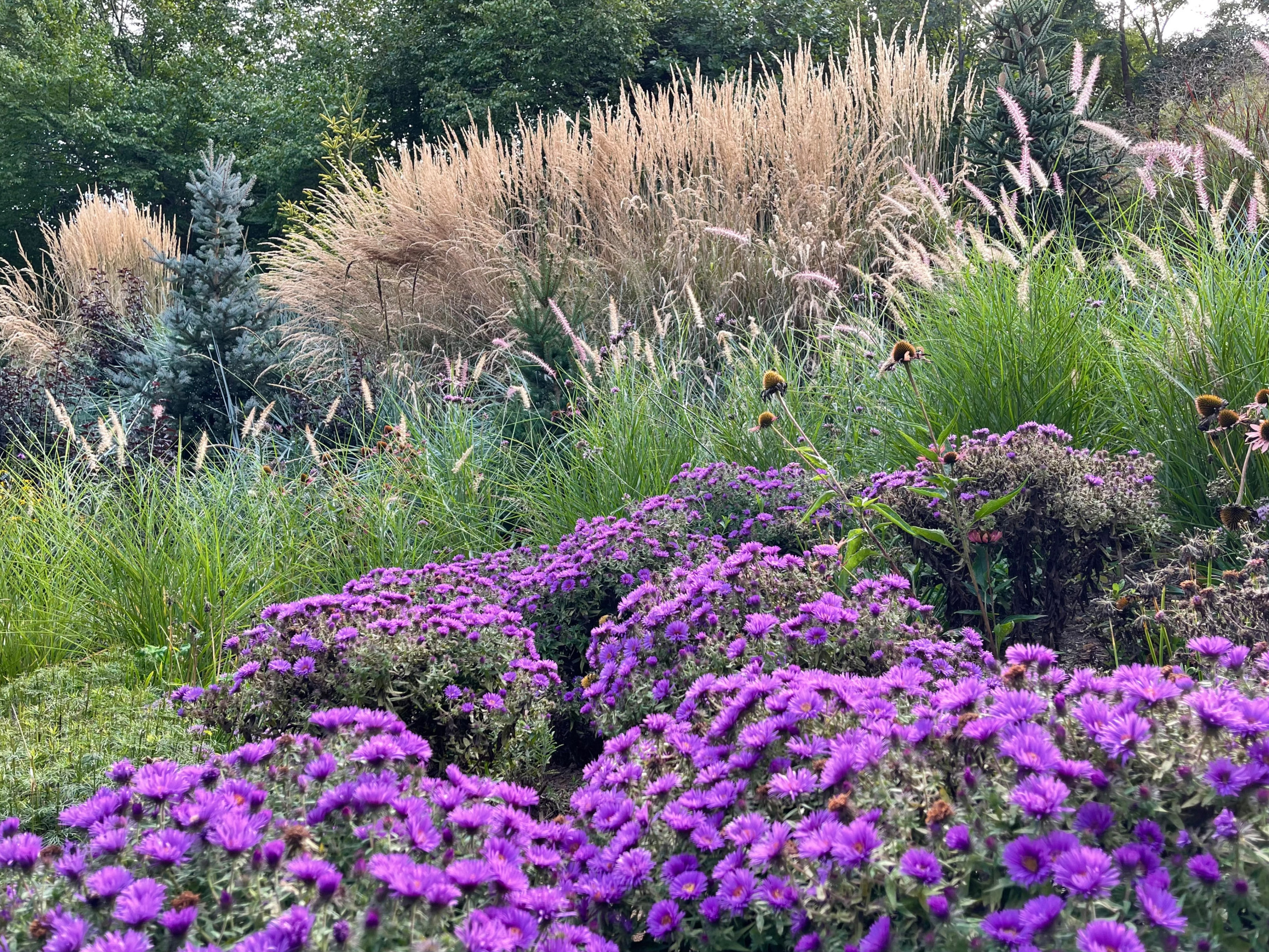 Fall view:  'Purple Dome' asters and 'Karl Foerster' calamagrostis.
