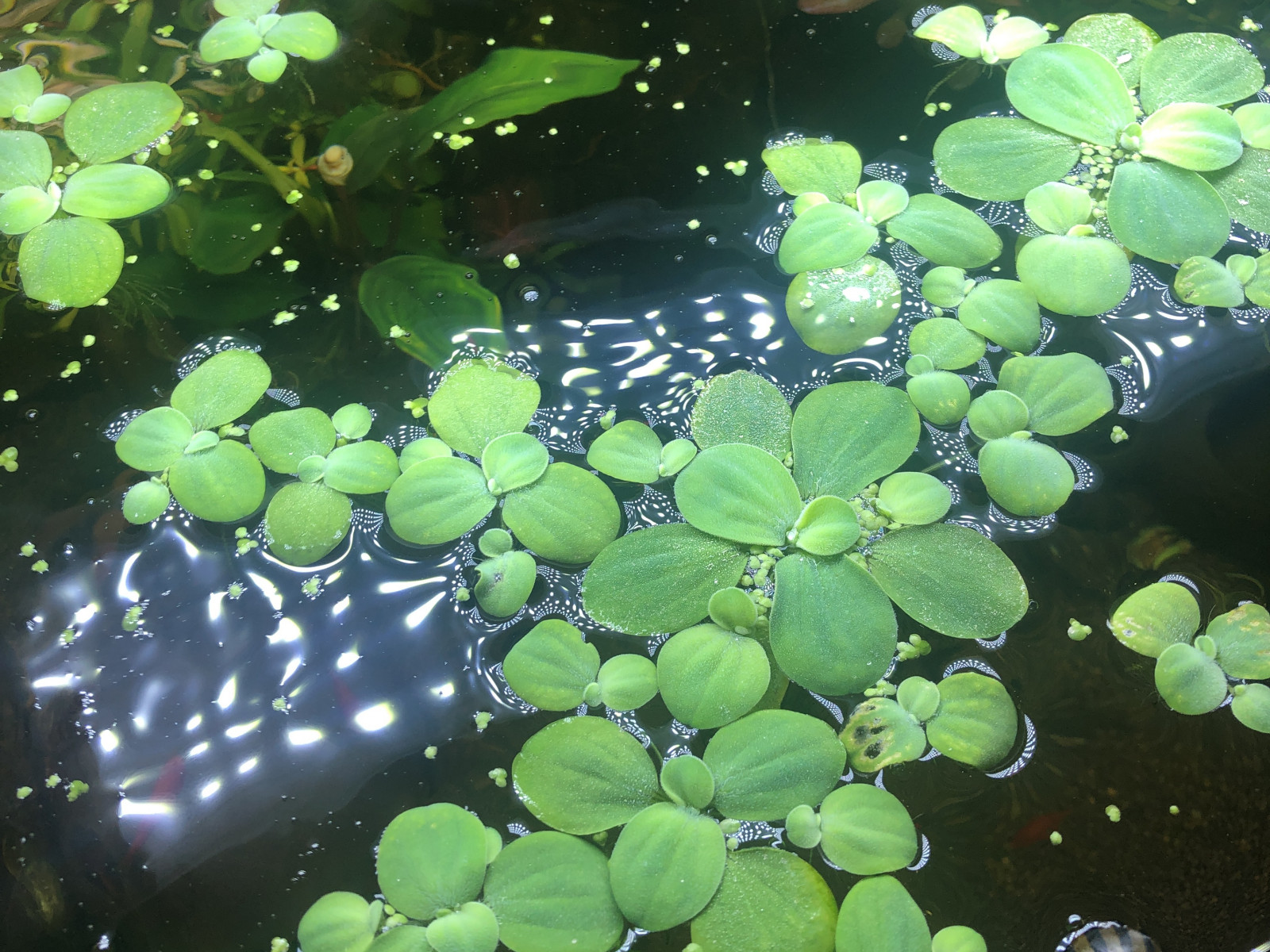 Акваскейп "Кубик" аквариум