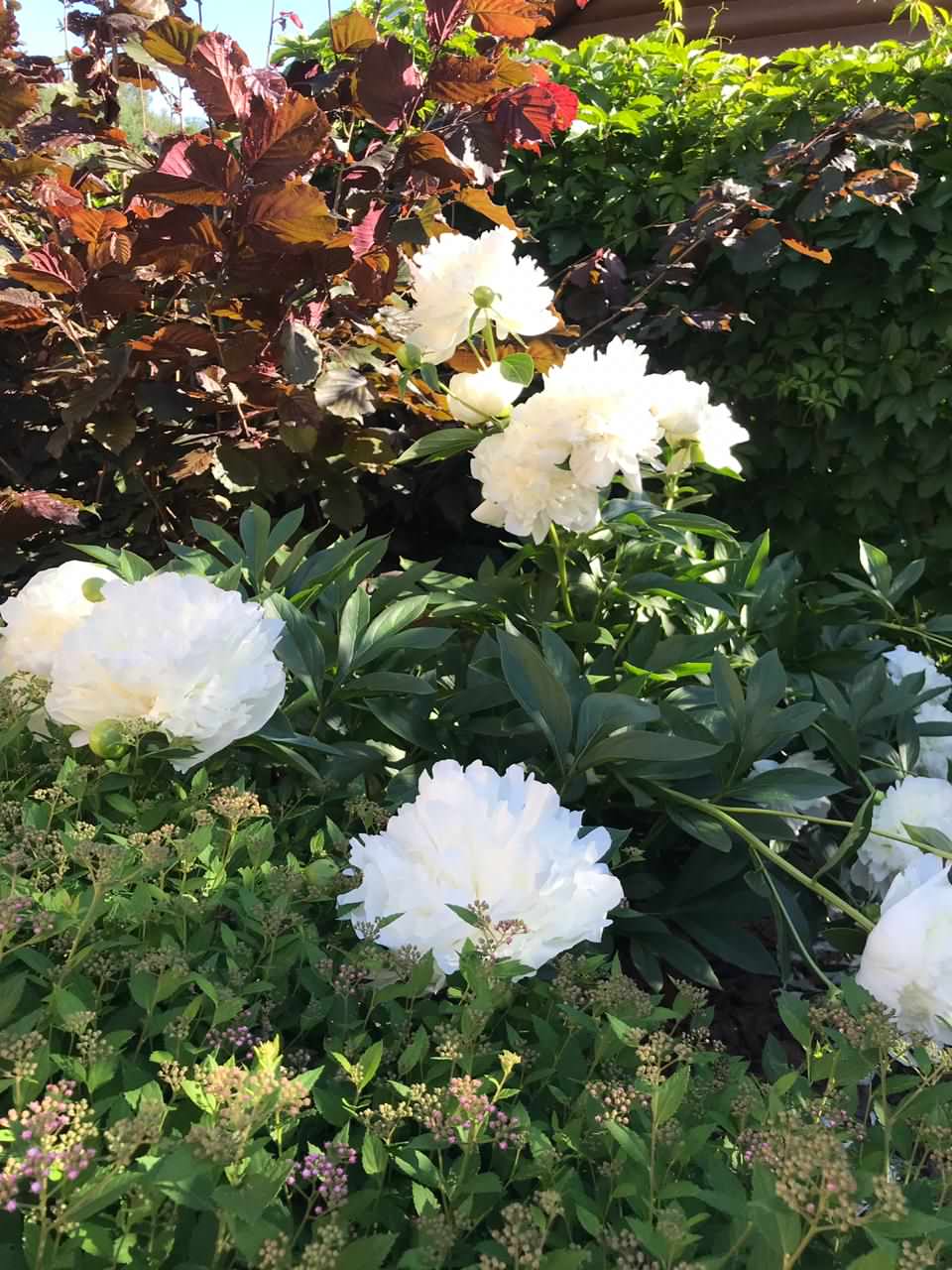 КП Дмитровка Светлая