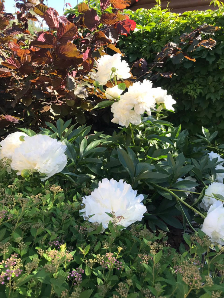 КП Дмитровка Светлая