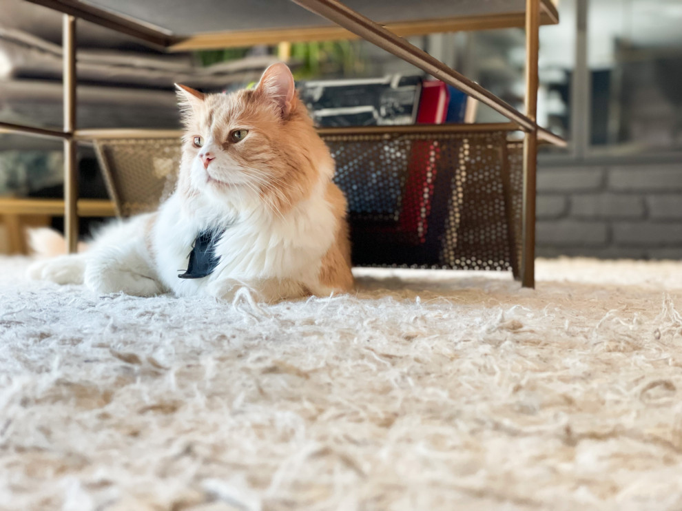 Cozy Modern | Governor's Ranch, CO | Modern Kitchen & Living Area