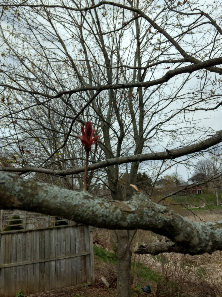 Help! Are my maple trees dying?