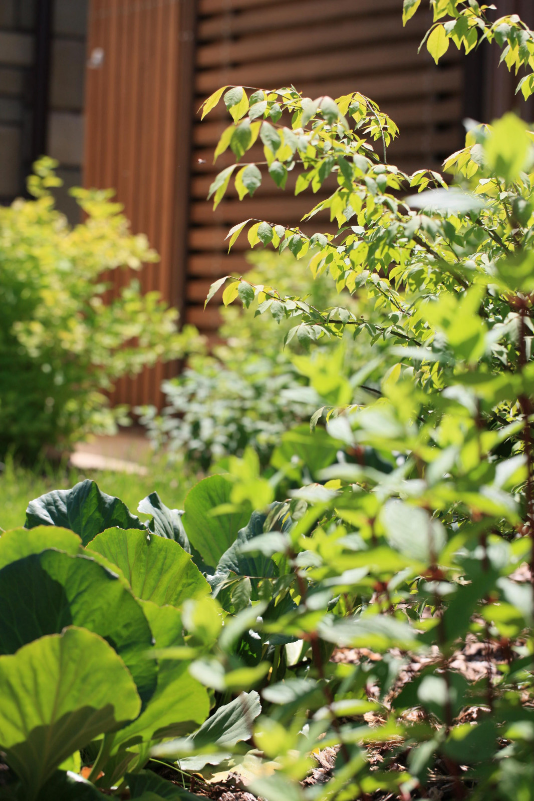 Сад с румянцем